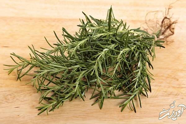 نحوه کاشت گیاه رزماری گیاه رزماری